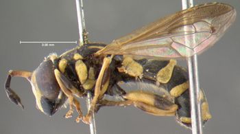 Media type: image;   Entomology 435 Aspect: habitus lateral view